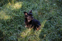 CHIPNR231245, Hund, Mischlingshund in Kroatien - Bild 1