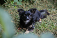 CHIPNR231245, Hund, Mischlingshund in Kroatien - Bild 2