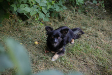 CHIPNR231245, Hund, Mischlingshund in Kroatien - Bild 3