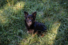 CHIPNR231245, Hund, Mischlingshund in Kroatien - Bild 6