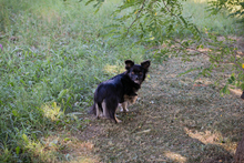 CHIPNR231245, Hund, Mischlingshund in Kroatien - Bild 7