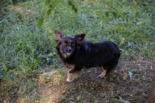 CHIPNR231245, Hund, Mischlingshund in Kroatien - Bild 8