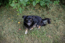 CHIPNR231245, Hund, Mischlingshund in Kroatien - Bild 9