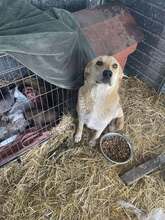 SNOW, Hund, Mischlingshund in Rumänien - Bild 6
