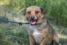 MANKA, Hund, Mischlingshund in Ungarn - Bild 1