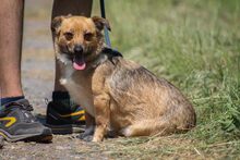 MANKA, Hund, Mischlingshund in Ungarn - Bild 2