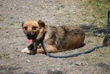 MANKA, Hund, Mischlingshund in Ungarn - Bild 3