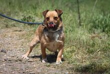 MANKA, Hund, Mischlingshund in Ungarn - Bild 4