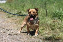 MANKA, Hund, Mischlingshund in Ungarn - Bild 5