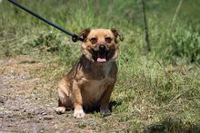 MANKA, Hund, Mischlingshund in Ungarn - Bild 6