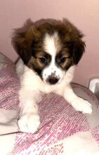 MICHI, Hund, Mischlingshund in Griechenland - Bild 5