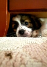 MICHI, Hund, Mischlingshund in Griechenland - Bild 7