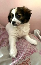 MICHI, Hund, Mischlingshund in Griechenland - Bild 9
