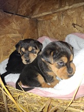 HOPE4, Hund, Shar Pei-Dackel  Mischling? in Ungarn - Bild 1