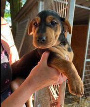 HONEY3, Hund, Shar Pei-Dackel Mischling? in Ungarn - Bild 1
