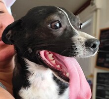 FIONA, Hund, Mischlingshund in Spanien - Bild 1