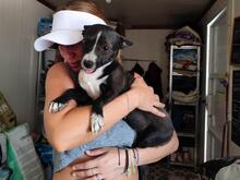 FIONA, Hund, Mischlingshund in Spanien - Bild 10