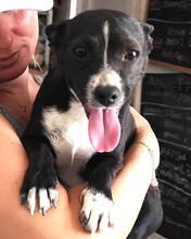 FIONA, Hund, Mischlingshund in Spanien - Bild 2