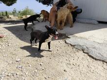 FIONA, Hund, Mischlingshund in Spanien - Bild 3