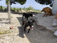 FIONA, Hund, Mischlingshund in Spanien - Bild 4
