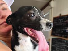 FIONA, Hund, Mischlingshund in Spanien - Bild 5