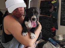 FIONA, Hund, Mischlingshund in Spanien - Bild 6
