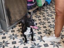 FIONA, Hund, Mischlingshund in Spanien - Bild 7
