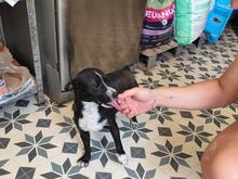 FIONA, Hund, Mischlingshund in Spanien - Bild 8