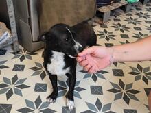 FIONA, Hund, Mischlingshund in Spanien - Bild 9