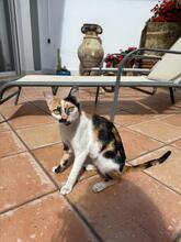 CHARLOTTE, Katze, Hauskatze in Spanien - Bild 1