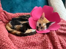 CHARLOTTE, Katze, Hauskatze in Spanien - Bild 10