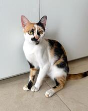 CHARLOTTE, Katze, Hauskatze in Spanien - Bild 2