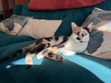 CHARLOTTE, Katze, Hauskatze in Spanien - Bild 3