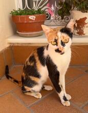 CHARLOTTE, Katze, Hauskatze in Spanien - Bild 4