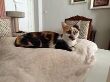CHARLOTTE, Katze, Hauskatze in Spanien - Bild 5