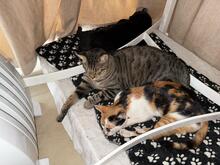 CHARLOTTE, Katze, Hauskatze in Spanien - Bild 6