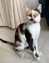 CHARLOTTE, Katze, Hauskatze in Spanien - Bild 7