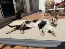 CHARLOTTE, Katze, Hauskatze in Spanien - Bild 8