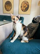 CHARLOTTE, Katze, Hauskatze in Spanien - Bild 9