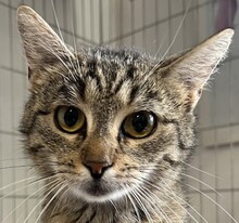 ELENA, Katze, Hauskatze in Ungarn - Bild 1