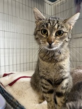 ELENA, Katze, Hauskatze in Ungarn - Bild 2