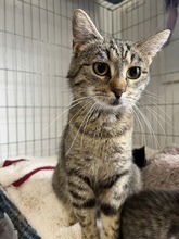 ELENA, Katze, Hauskatze in Ungarn - Bild 3
