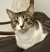 TALLULAH, Katze, Hauskatze in Spanien - Bild 1