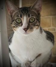 TALLULAH, Katze, Hauskatze in Spanien - Bild 2