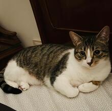 TALLULAH, Katze, Hauskatze in Spanien - Bild 4