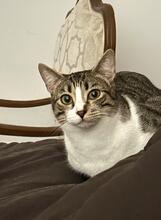 TALLULAH, Katze, Hauskatze in Spanien - Bild 5
