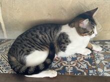 TALLULAH, Katze, Hauskatze in Spanien - Bild 6