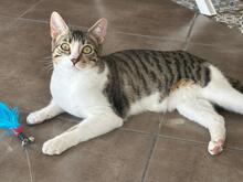 TALLULAH, Katze, Hauskatze in Spanien - Bild 7