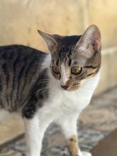 TALLULAH, Katze, Hauskatze in Spanien - Bild 8