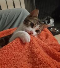 RIVER, Katze, Hauskatze in Spanien - Bild 1